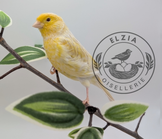 Canari